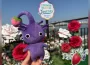 《Pikmin Bloom》步行活動「Pikmin Bloom Journey」韓國首爾圓滿落幕！