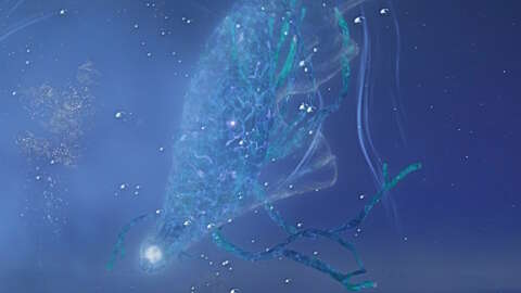 Elden Ring Nightreign Augur Fathom of Night Boss指南