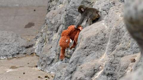 當今的遊戲可能會讓人感覺“沒有靈魂”，但《Punch The Monkey》能否改變這種狀況？